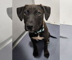 Small Labrador Retriever Mix