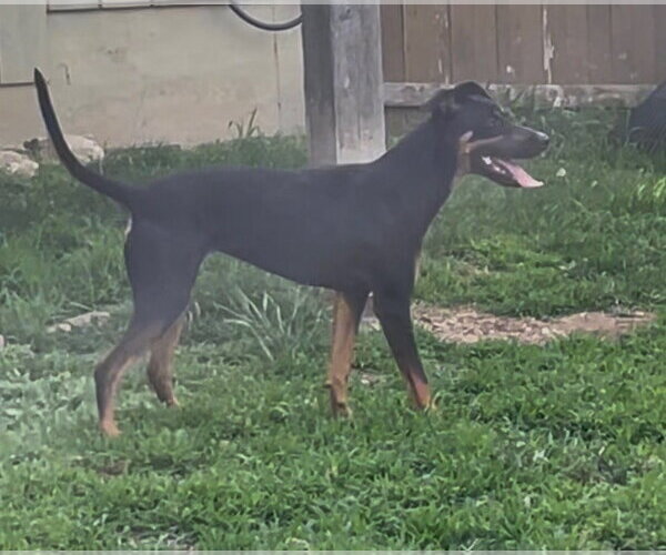 Medium Photo #8 Doberman Pinscher-Unknown Mix Puppy For Sale in Minneaoplis, MN, USA