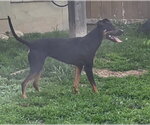 Small #7 Doberman Pinscher Mix