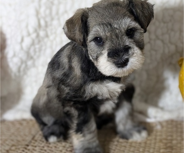 Medium Photo #1 Schnauzer (Miniature) Puppy For Sale in GOSHEN, IN, USA