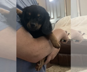 Chiweenie Puppy for sale in ROCK VALLEY, IA, USA