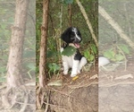 Small Photo #10 Aussiedoodle Puppy For Sale in DOWELLTOWN, TN, USA