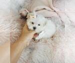 Small #11 Maltese