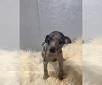 Small Rat Terrier