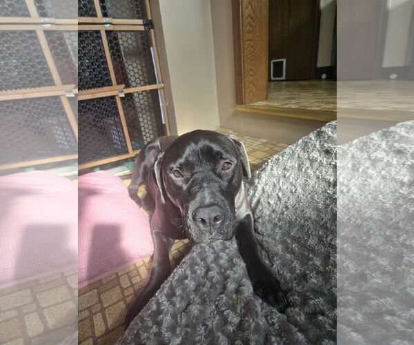 Medium Photo #2 Labrador Retriever-Staffordshire Bull Terrier Mix Puppy For Sale in Crystal, MN, USA