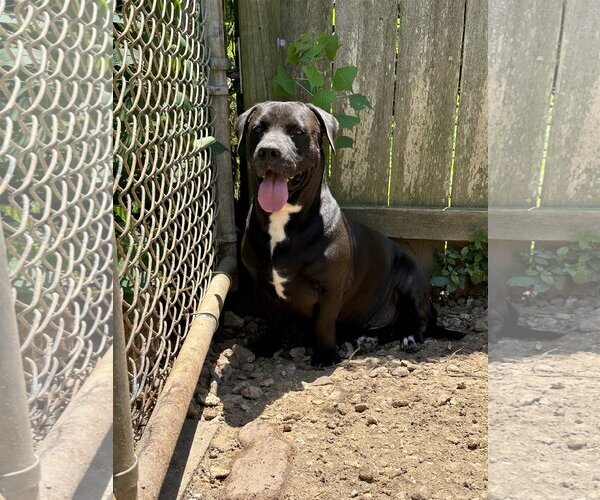 Medium Photo #1 Basset Hound-Unknown Mix Puppy For Sale in Jackson, MS, USA