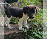 Small #2 Beagle