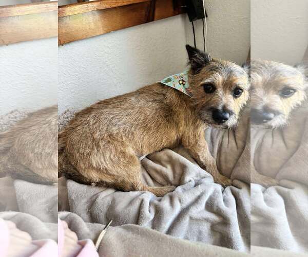 Medium Photo #2 Cairn Terrier Puppy For Sale in SHERBURNE, NY, USA