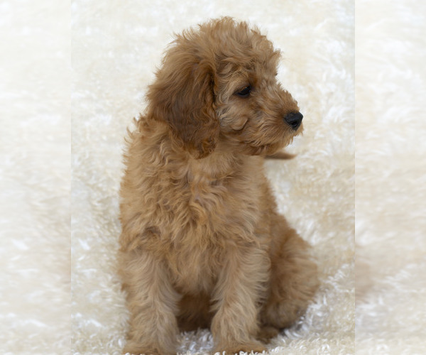 Medium Photo #5 Goldendoodle Puppy For Sale in TOPEKA, KS, USA