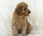 Small Photo #14 Goldendoodle Puppy For Sale in TOPEKA, KS, USA