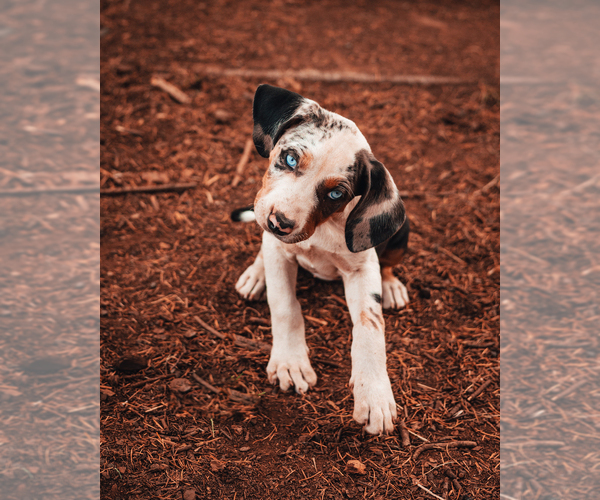 Medium Photo #2 Catahoula Leopard Dog Puppy For Sale in WILSONVILLE, OR, USA