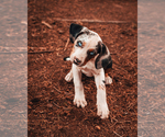 Small Photo #17 Catahoula Leopard Dog Puppy For Sale in WILSONVILLE, OR, USA