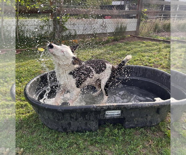 Medium Photo #3 Border Collie-Unknown Mix Puppy For Sale in Canton, CT, USA