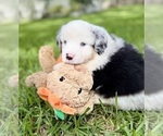 Puppy Puppy 6 Miniature Australian Shepherd