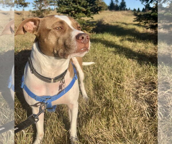 Medium Photo #7 Mutt Puppy For Sale in Fargo, ND, USA