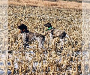 German Shorthaired Pointer Litter for sale in WAKARUSA, KS, USA