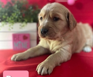 Golden Retriever Puppy for Sale in CUB RUN, Kentucky USA