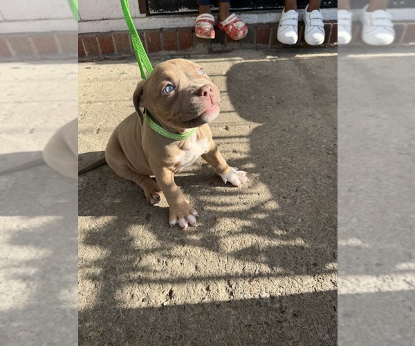 Medium Photo #4 American Bully Puppy For Sale in BUFFALO, NY, USA