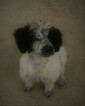 Small #6 Jack Russell Terrier-Poodle (Standard) Mix