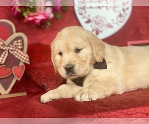 Golden Retriever Puppy for sale in LANCASTER, PA, USA