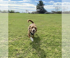 Beck - Male Dachshund-Staffordshire Bull Terrier Mix Dog for Adoption - Photo #2
