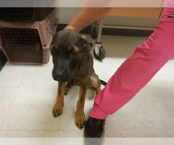 Medium Photo #1 Boxer-Mastiff Mix Puppy For Sale in Oroville, CA, USA