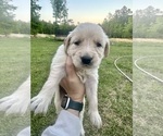 Puppy Yellow Golden Retriever