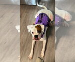 Small #1 Boxer