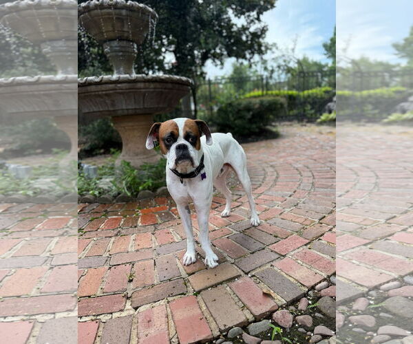 Medium Photo #7 Boxer Puppy For Sale in  Katy, TX, USA