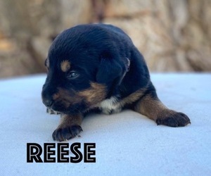 Euro Mountain Sheparnese Puppy for sale in ASHTON, ID, USA