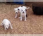 Small Photo #20 American Pit Bull Terrier-Labrador Retriever Mix Puppy For Sale in MOORESBORO, NC, USA
