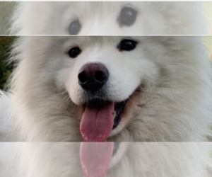 Father of the Samoyed puppies born on 05/11/2022