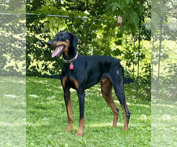 Medium Photo #2 Doberman Pinscher Puppy For Sale in Minneaoplis, MN, USA