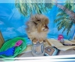 Small #3 Pomeranian