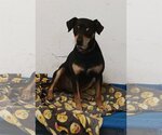 Small Photo #10 Miniature Pinscher-Unknown Mix Puppy For Sale in Chico, CA, USA