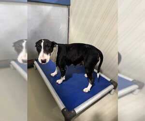 Bull Terrier Dogs for adoption in Bakersfield, CA, USA