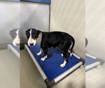 *LILITH - Female Bull Terrier Dog for Adoption - Small photo