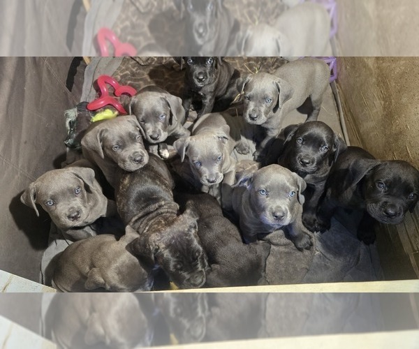 Medium Photo #4 Cane Corso Puppy For Sale in FONTANA, CA, USA