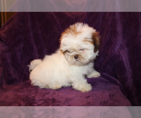 Medium Photo #11 Shih Tzu Puppy For Sale in BLOOMINGTON, IN, USA