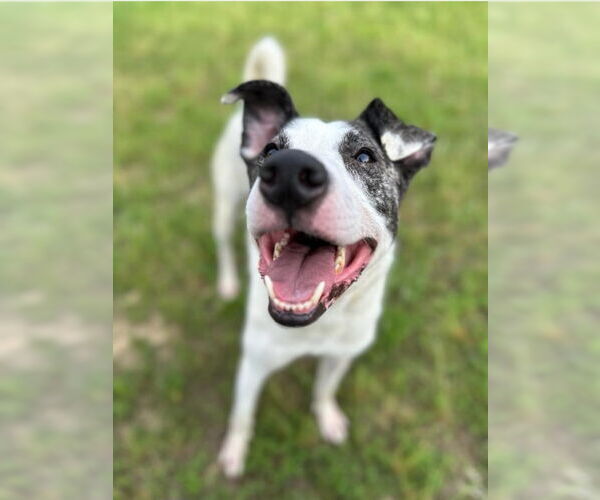 Medium Photo #5 American Staffordshire Terrier-Great Pyrenees Mix Puppy For Sale in Winston Salem, NC, USA