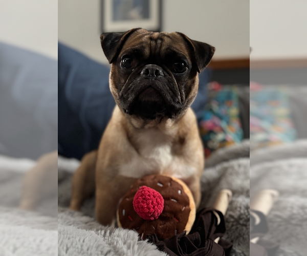 Medium Photo #2 Box-a-Pug Puppy For Sale in Andover, MN, USA