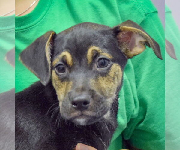 Medium Photo #2 Mutt Puppy For Sale in Huntley, IL, USA