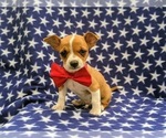 Small Photo #6 Chihuahua Puppy For Sale in MYERSTOWN, PA, USA
