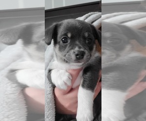 Malchi Puppy for sale in Bradford West Gwillimbury, Ontario, Canada