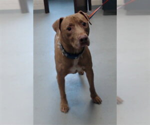 Mutt Dogs for adoption in Fayetteville, NC, USA