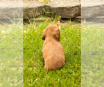 Small #3 Dachshund