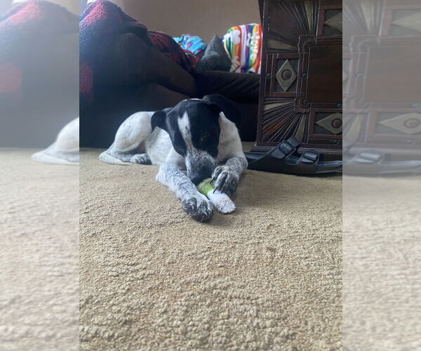 Medium Photo #8 Pointer-Unknown Mix Puppy For Sale in Brewster, NY, USA