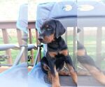 Small Photo #1 Doberman Pinscher Puppy For Sale in AFTON, IA, USA