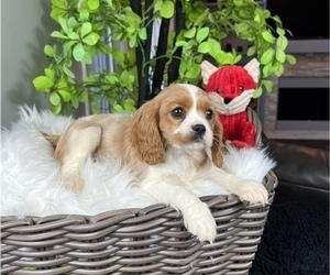 Cavalier King Charles Spaniel Puppy for sale in FRANKLIN, IN, USA