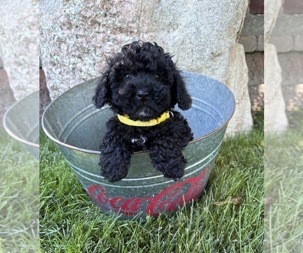 Medium Photo #2 Havapoo Puppy For Sale in MIDDLEBURY, IN, USA